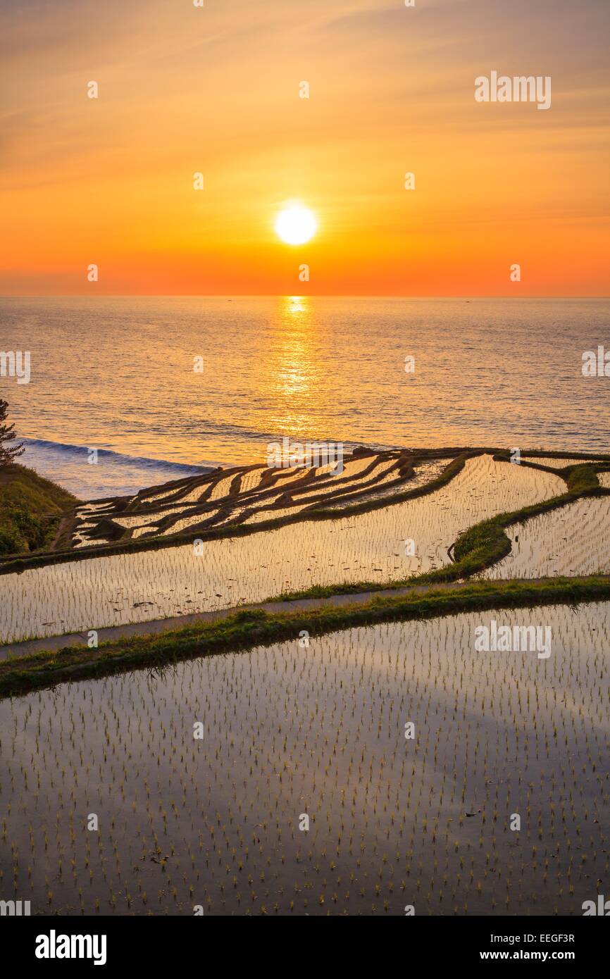 Reisterrassen bei Sonnenuntergang, Shiroyone Senmaida, Ishikawa, Japan Stockfoto