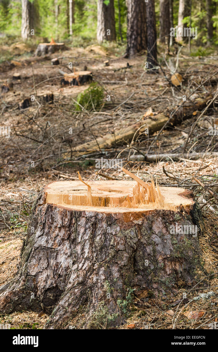 Kiefer-stumpf nach Abholzung, Nahaufnahme Stockfoto