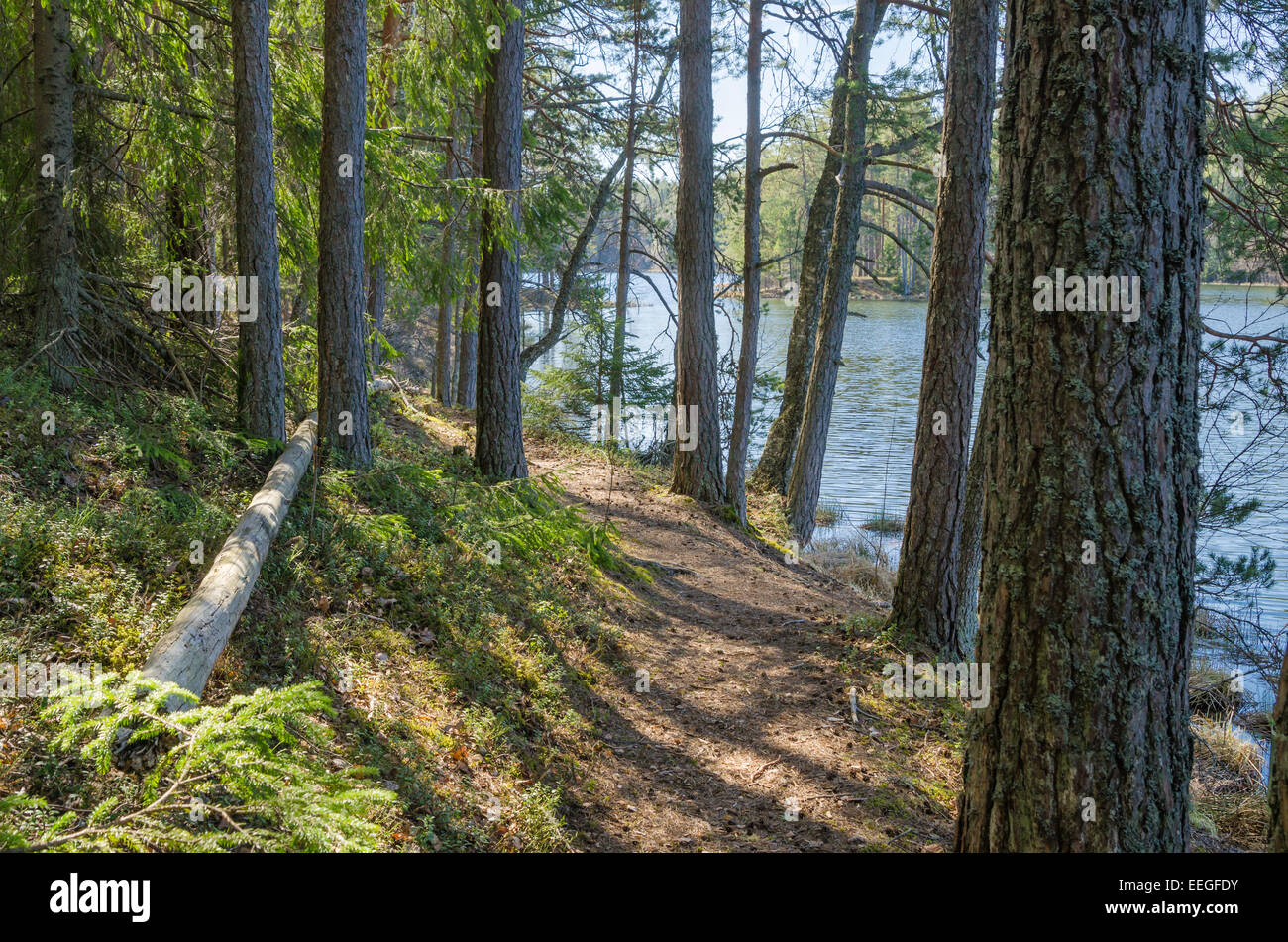 Frühlingslandschaft am hölzernen See Stockfoto