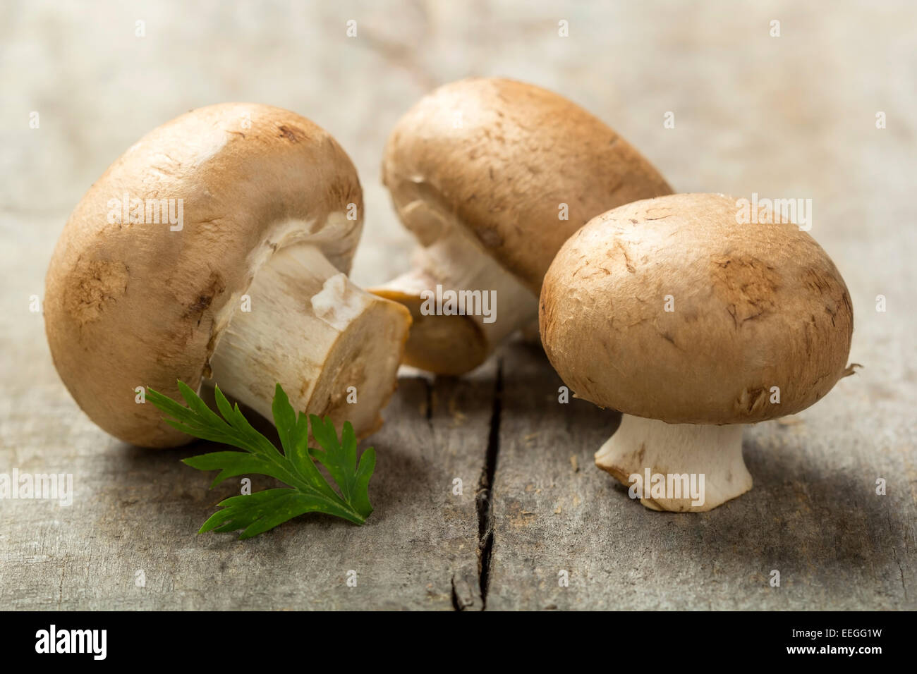 Nahaufnahme von einigen Pilzen über Holz Hintergrund Stockfoto