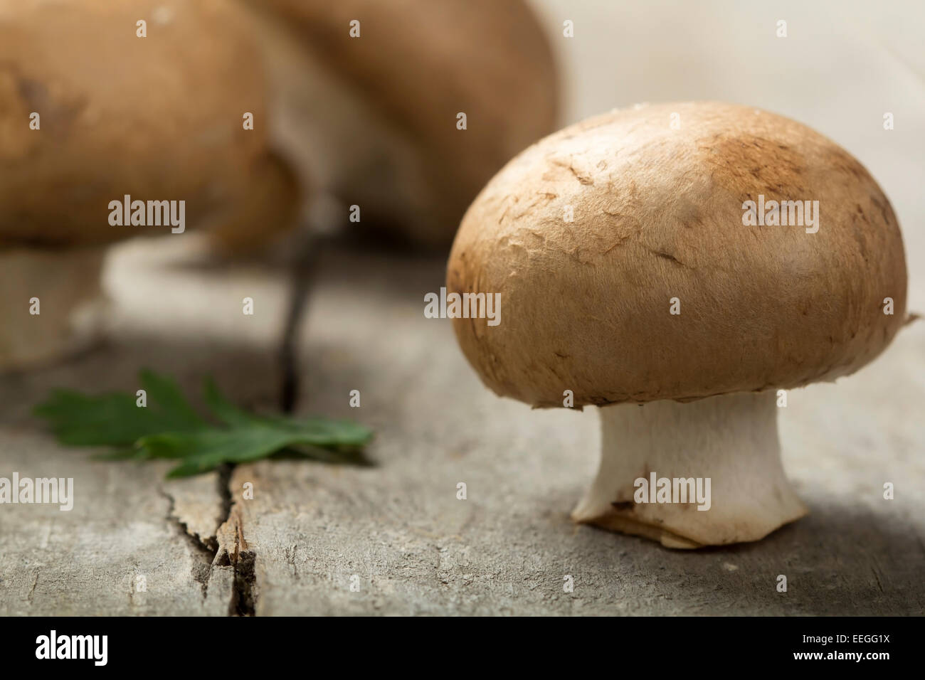 Nahaufnahme von einem Pilz über Holz Hintergrund Stockfoto