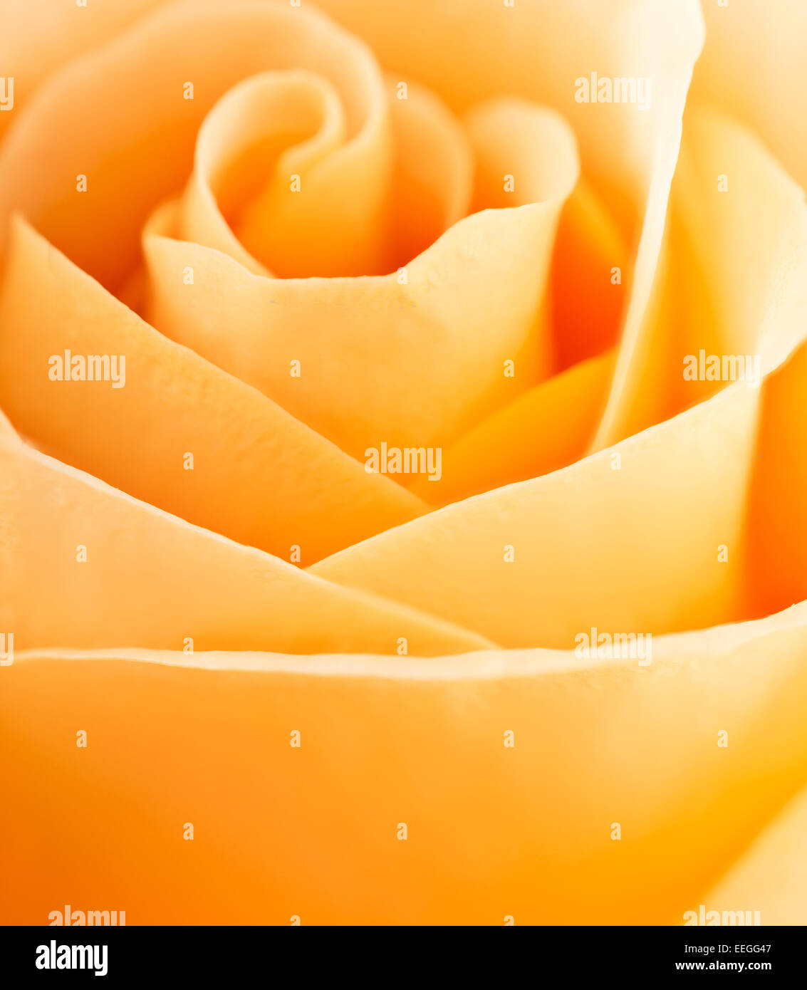 Detaillierte Makro Bild einer rose Blume Stockfoto