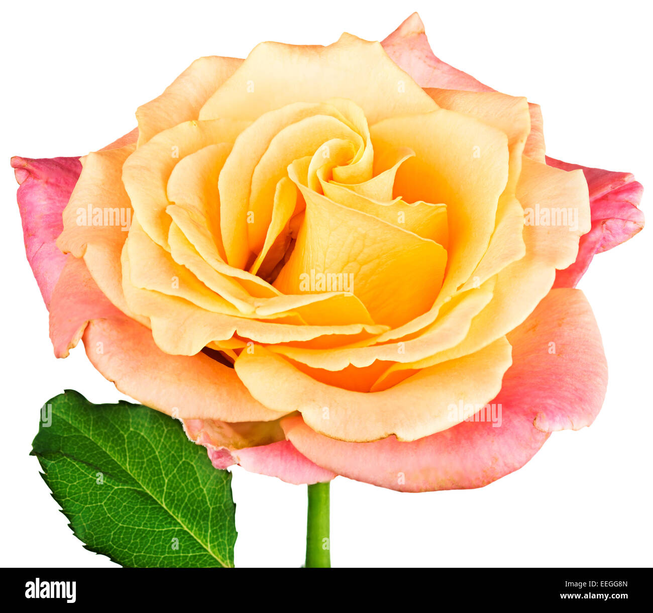eine frische Rose. Isoliert auf einem weißen Hintergrund mit einem Beschneidungspfad Stockfoto