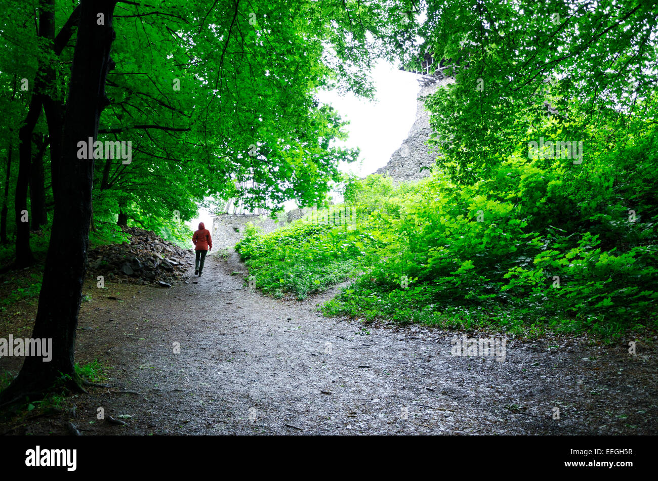 Eine Gruppe von Touristen kommt zu den geheimnisvollen Wald-trail Stockfoto