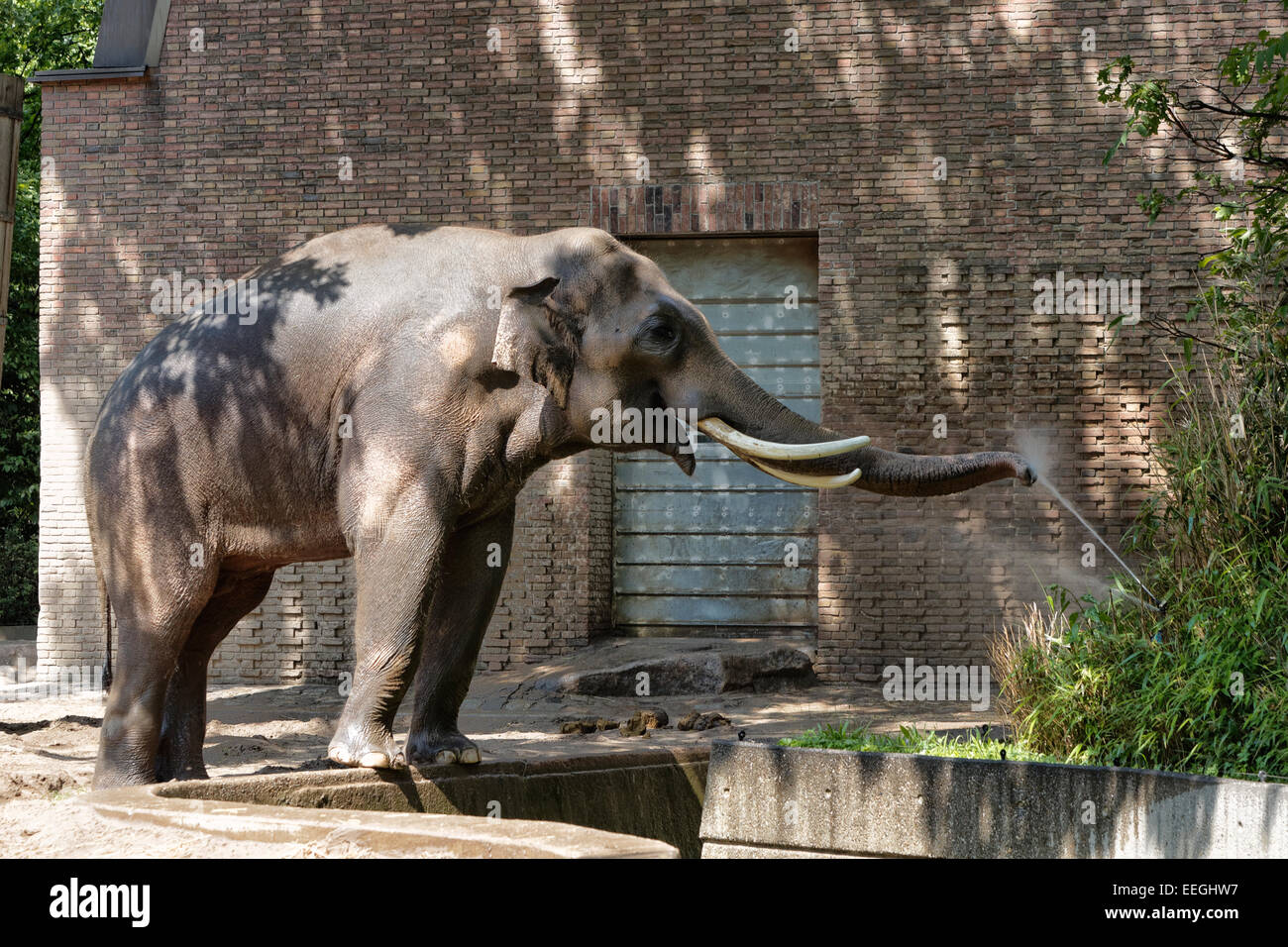 Berlin, Deutschland, Elefantenbulle im Berliner Zoo Stockfoto