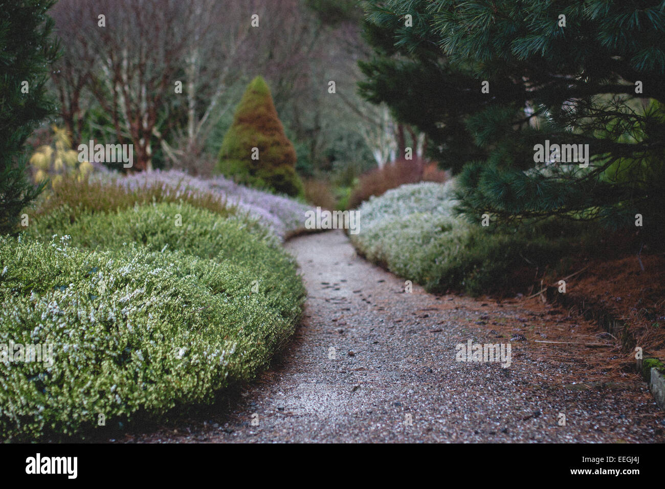 Ansicht von Heather in einem Wintergarten mit Vintage Film-look Stockfoto