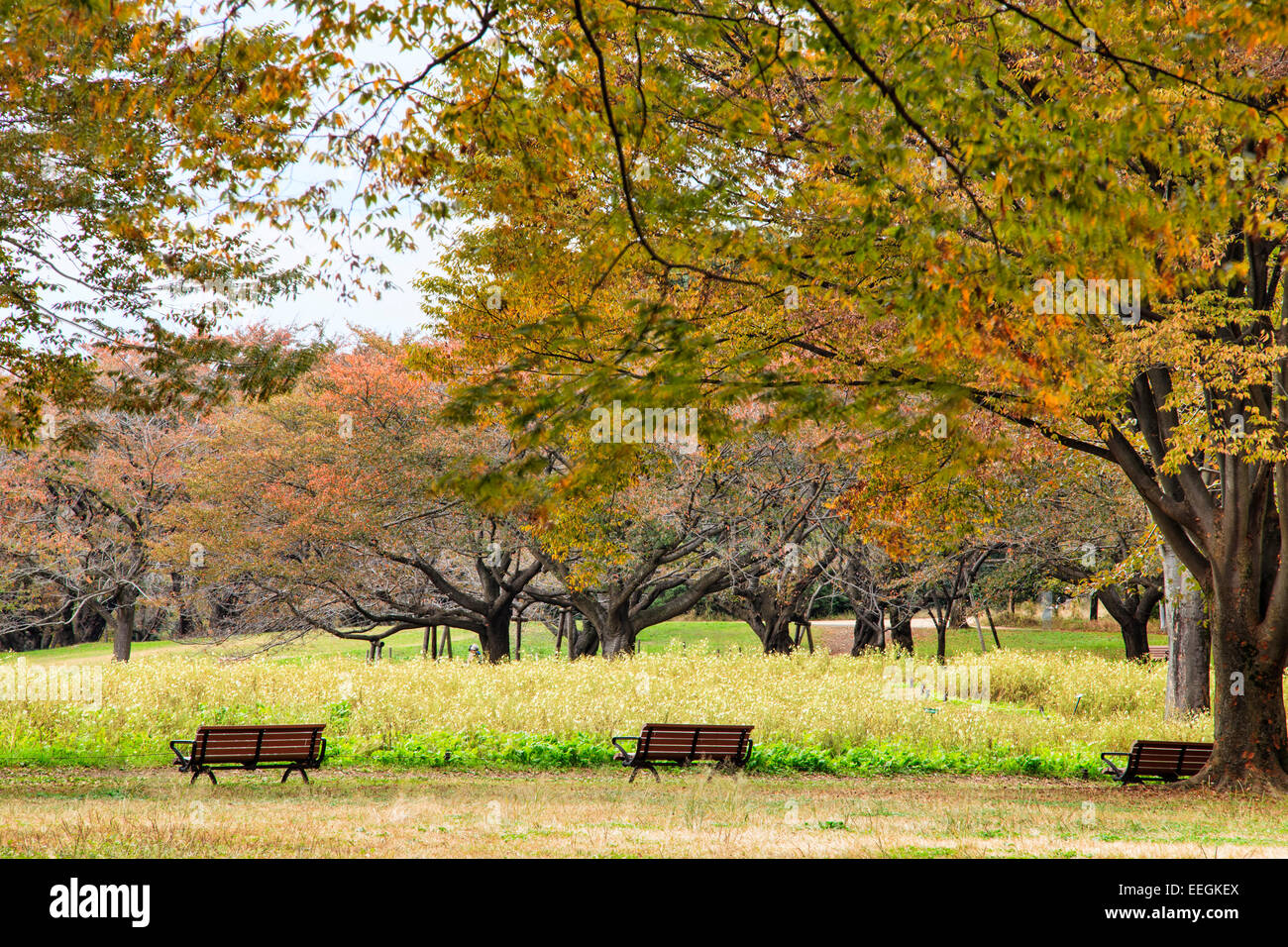 TOKYO, JAPAN - NOVEMBER 7: Straße in Tokio, Japan am 7. November 2014. Die Straße in der Nähe Meiji Jingu Gaien, die schöne G hat Stockfoto