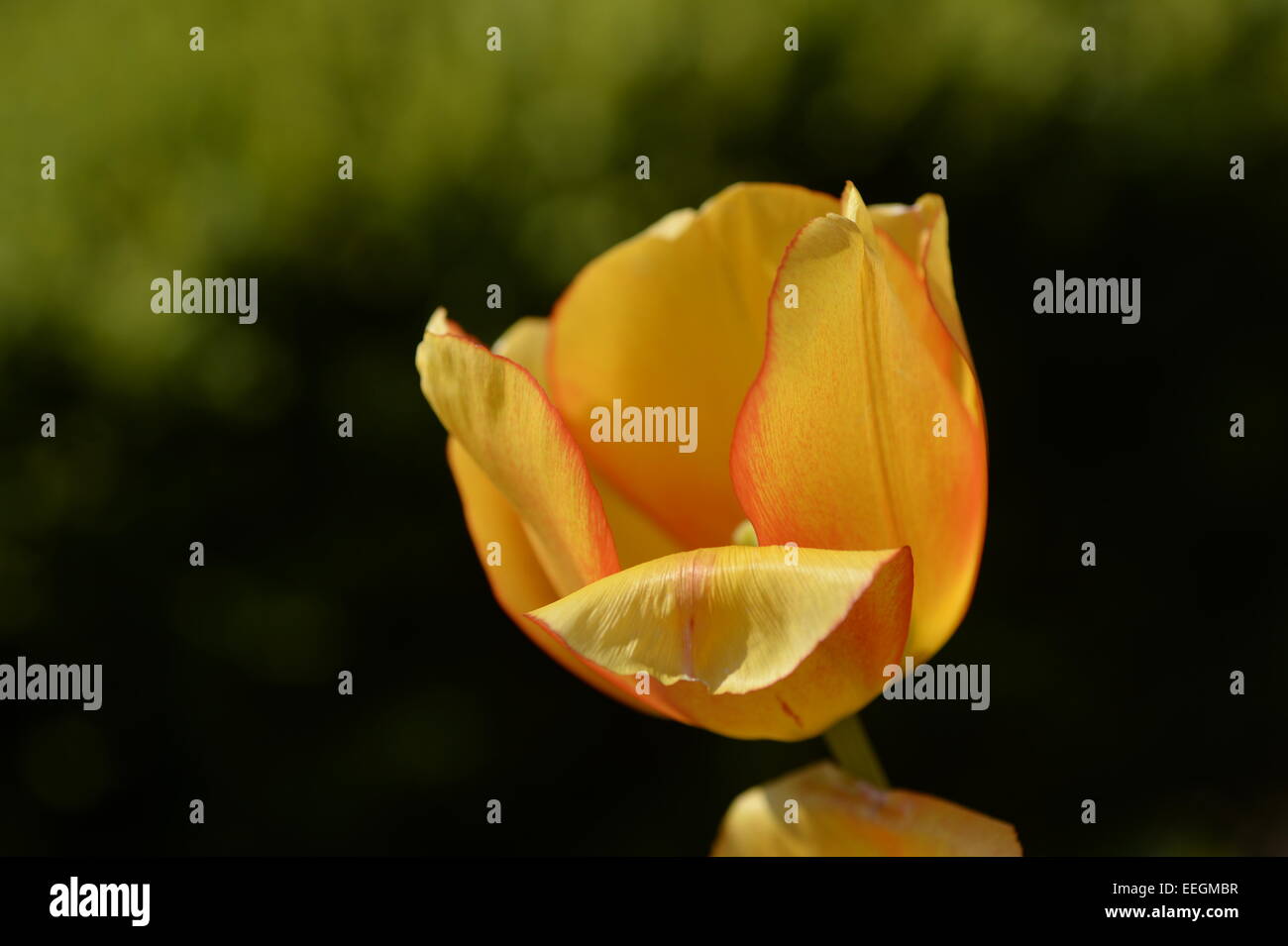 Blume, Tulpe Stockfoto