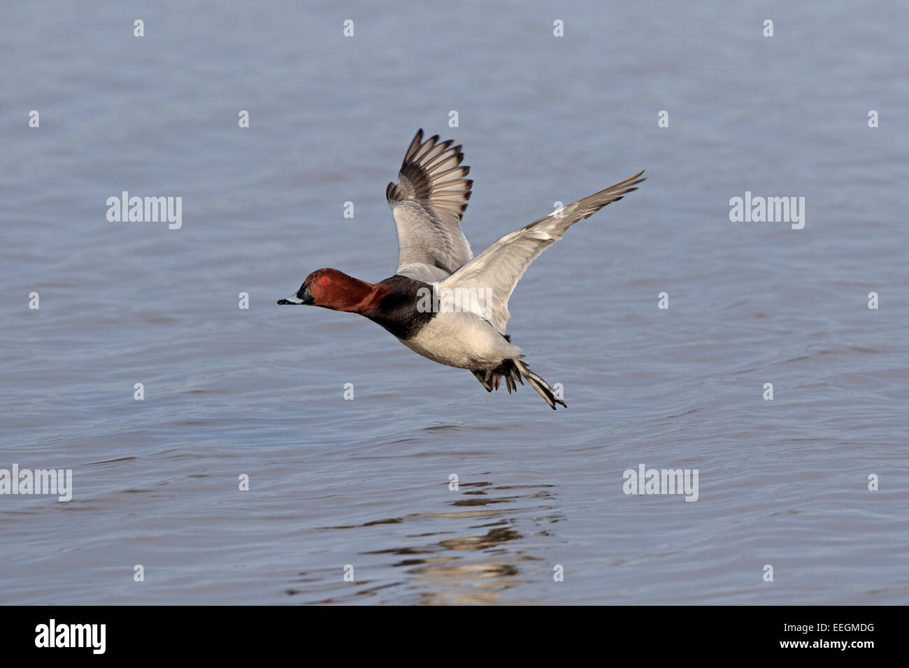 Männliche gemeinsame Tafelenten kommen ins Land auf dem Wasser Stockfoto