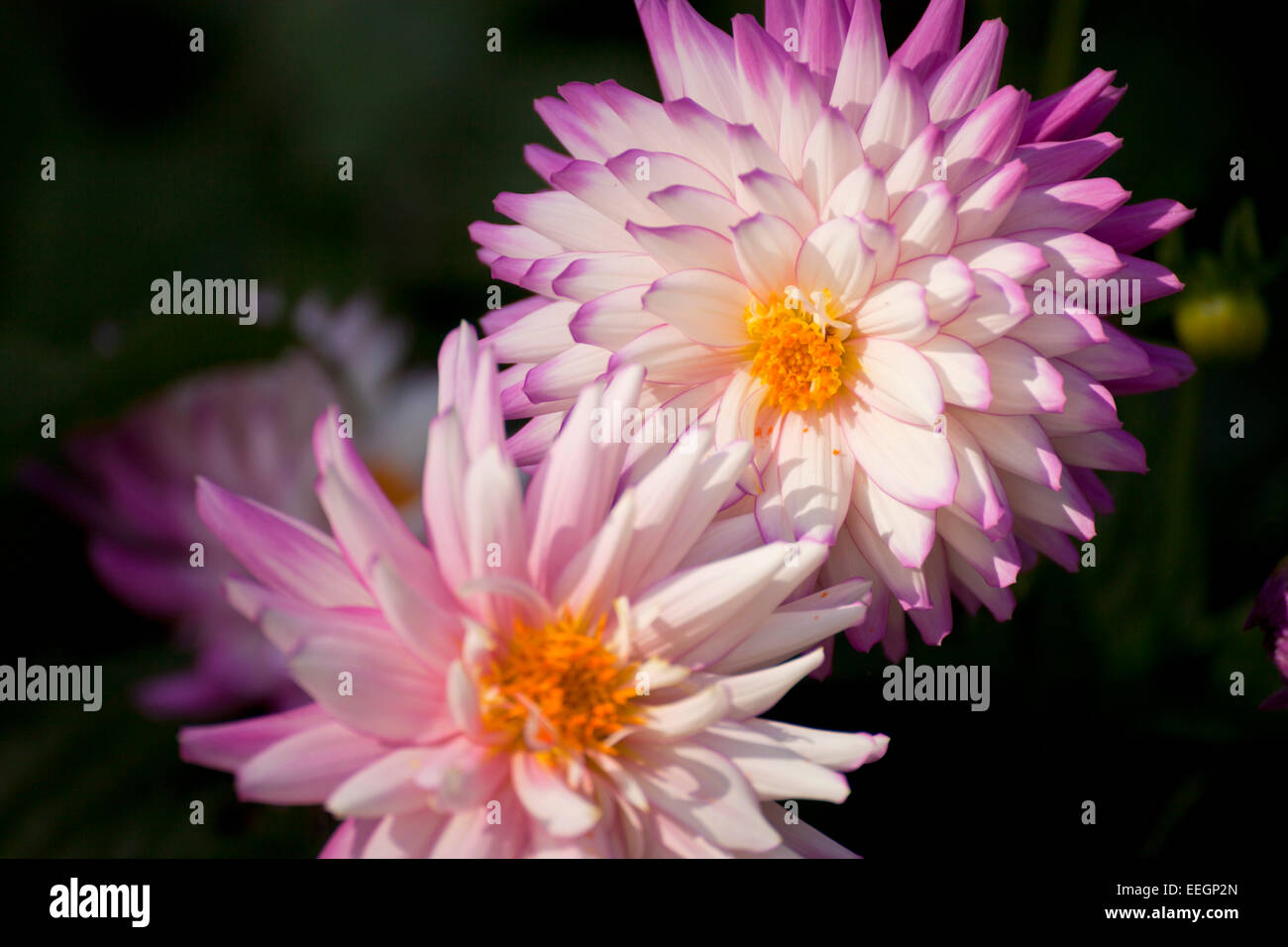 blume Fotos und Bildmaterial in hoher Auflösung Alamy