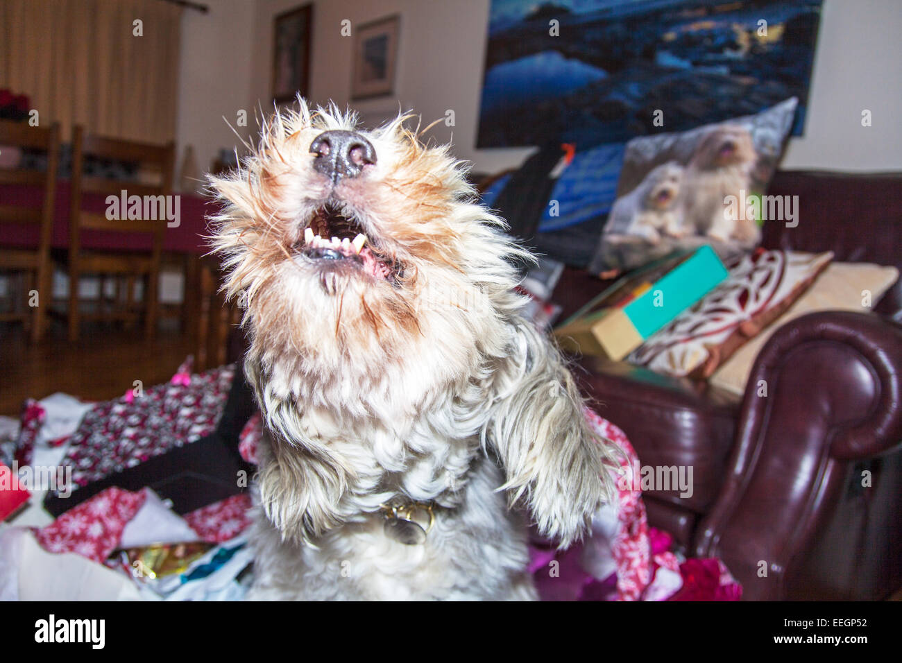 Heulender Hund offenem Mund Zuhause bellen wütend unglücklich pet Mischling Haus Raum gefangen gehalten Stockfoto