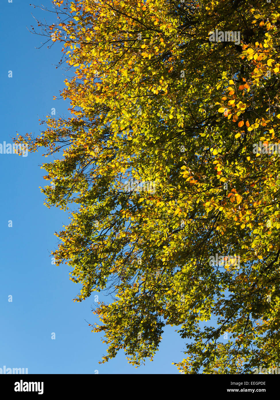 UK, Derbyshire, Tideswell, Buche mit Blättern in herbstlichen Farben Stockfoto