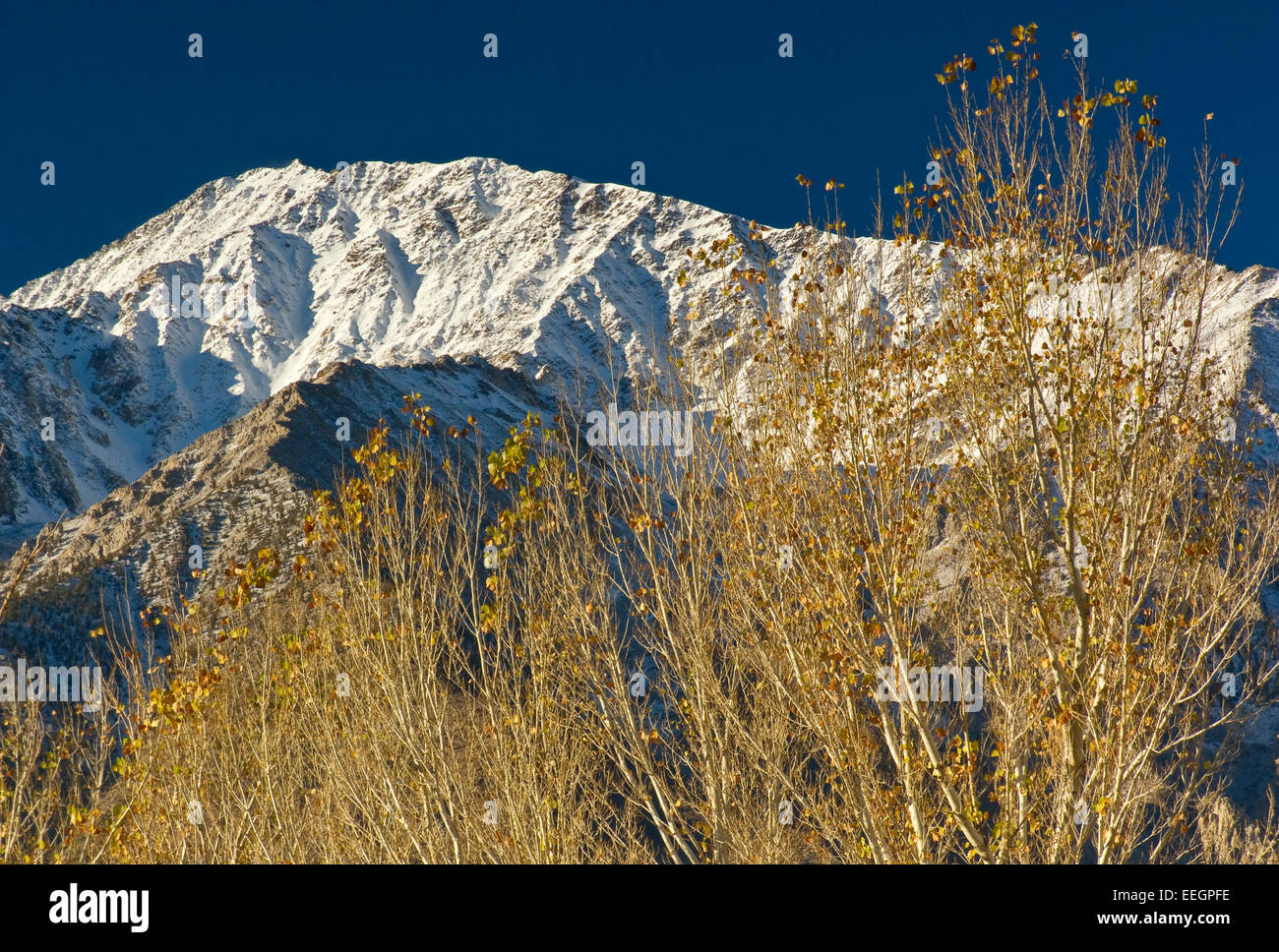 Mt-Tom in der östlichen Sierra Nevada und Cottonwood Bäume bei Sonnenaufgang im Herbst in Round Valley in der Nähe von Bishop, Kalifornien, USA Stockfoto