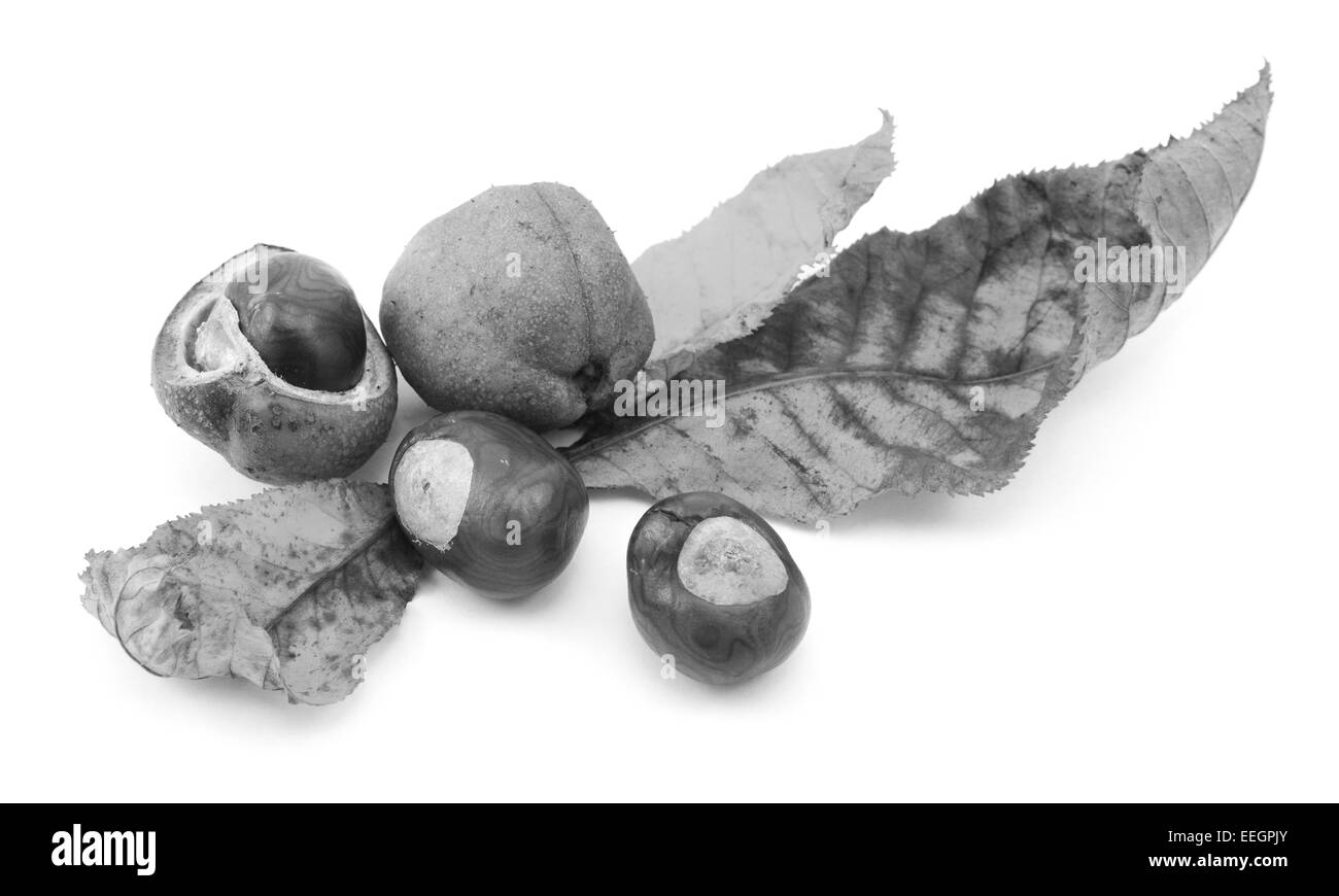 Herbstfarben von rote Rosskastanie mit Conkers und glatte Samen Fällen isoliert auf einem weißen Hintergrund - Monochrom Stockfoto