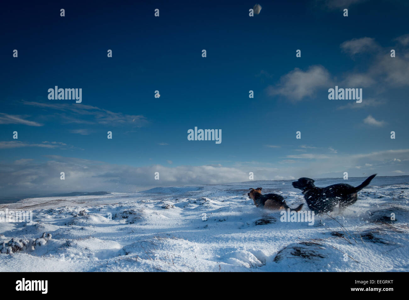 Haustiere: Hunde jagen zwei schneebälle im Schnee, Yorkshire, Großbritannien Stockfoto