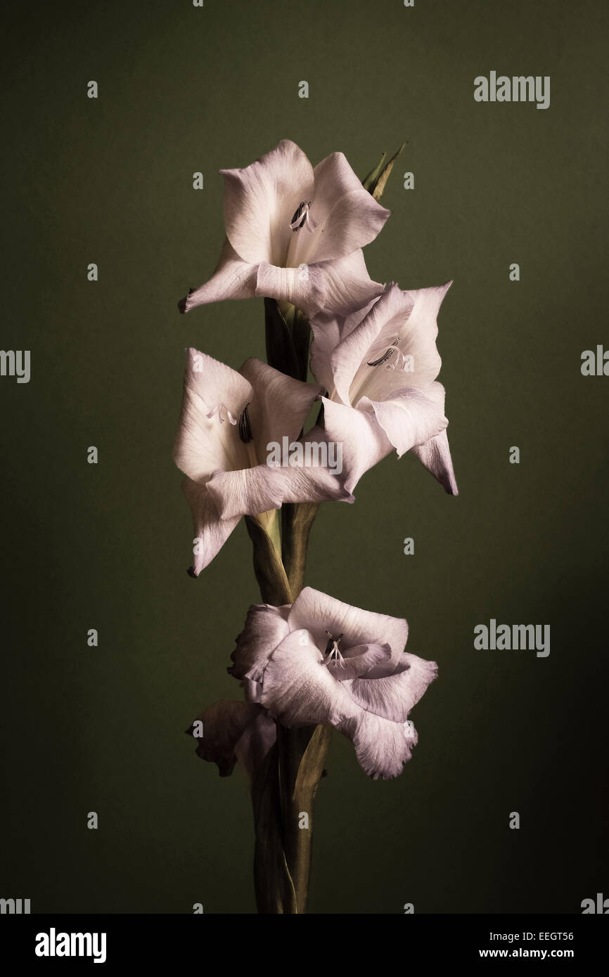 sterbende Blume Stockfoto