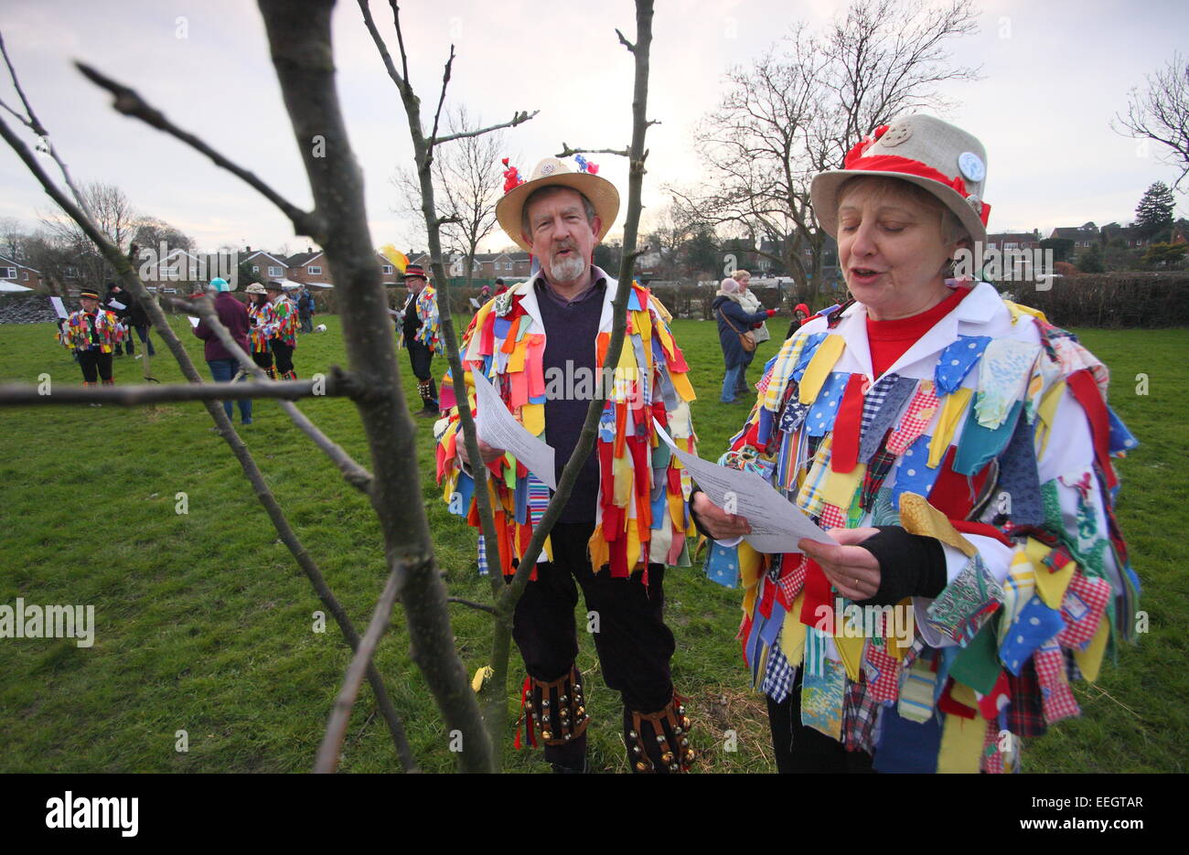 Morris Tänzer singen & doff ihre Kappen, ein junger Apfelbaum im Rahmen der Wassail Feierlichkeiten in einer Gemeinschaft Obstgarten Derbyshire UK Stockfoto