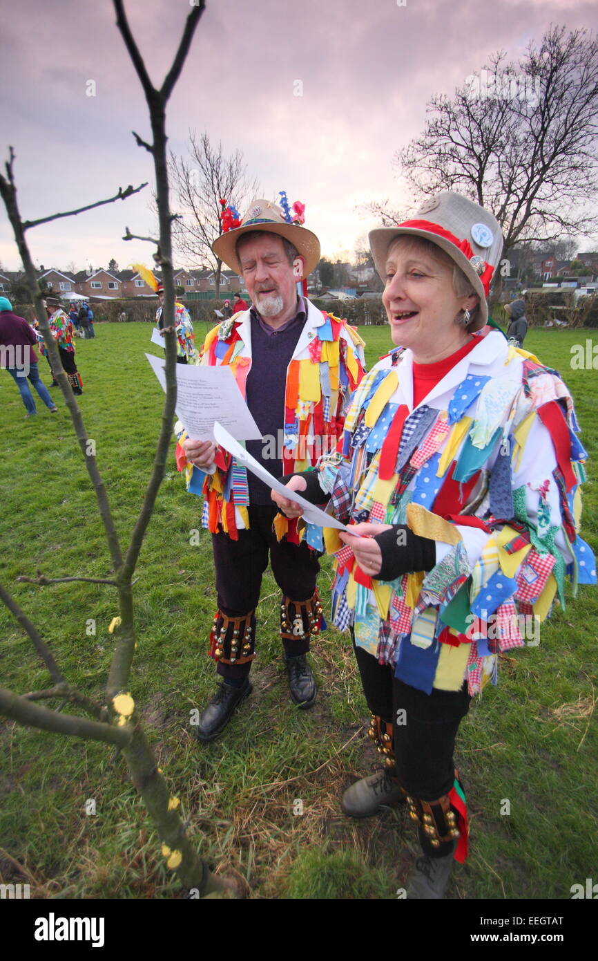 Morris Tänzer singen & doff ihre Kappen, ein junger Apfelbaum im Rahmen der Wassail Feierlichkeiten in einer Gemeinschaft Obstgarten Derbyshire UK Stockfoto