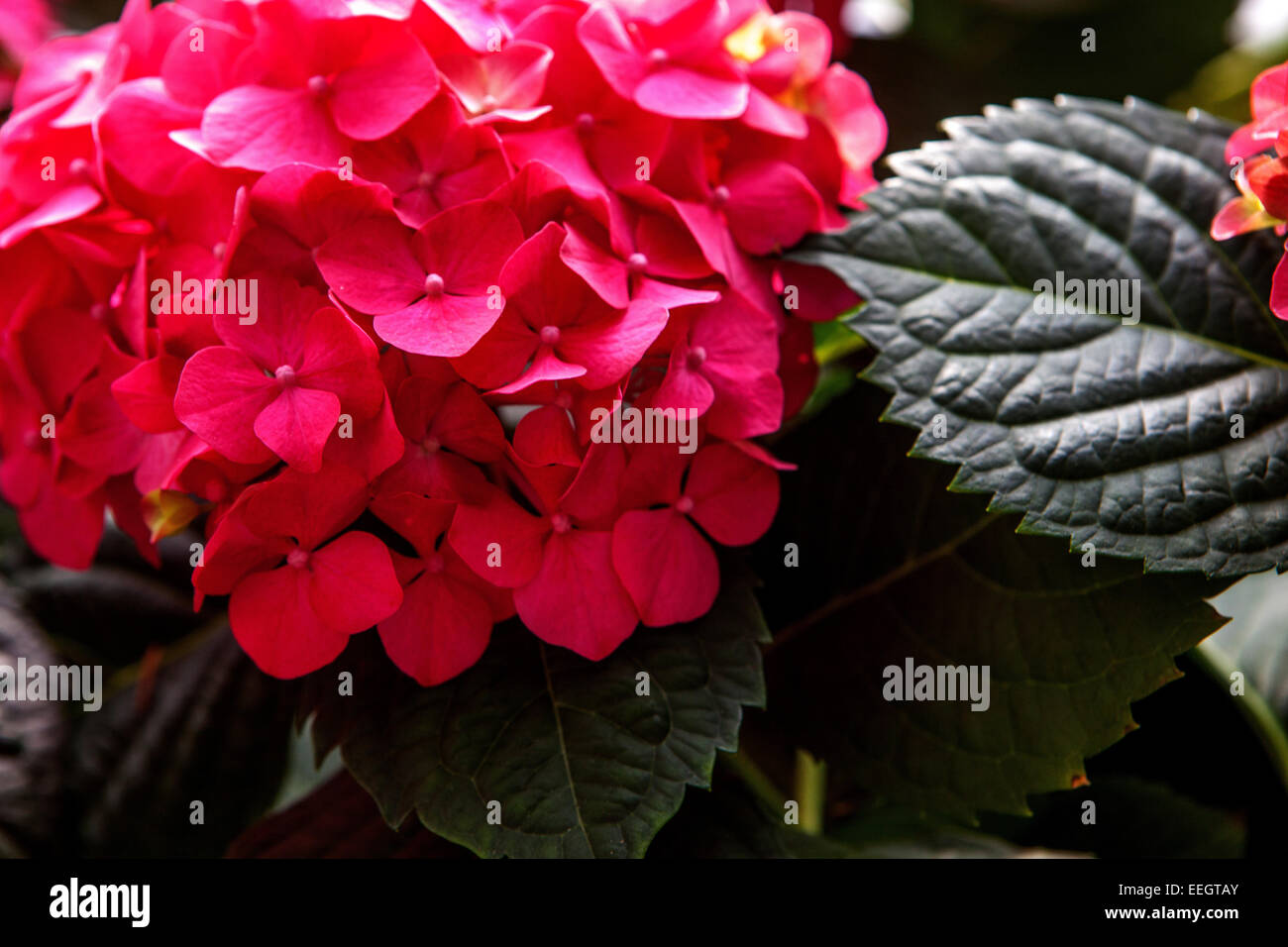 Rote Hydrangea macrophylla blüht, rote Hydrangea Blume und Blatt Stockfoto