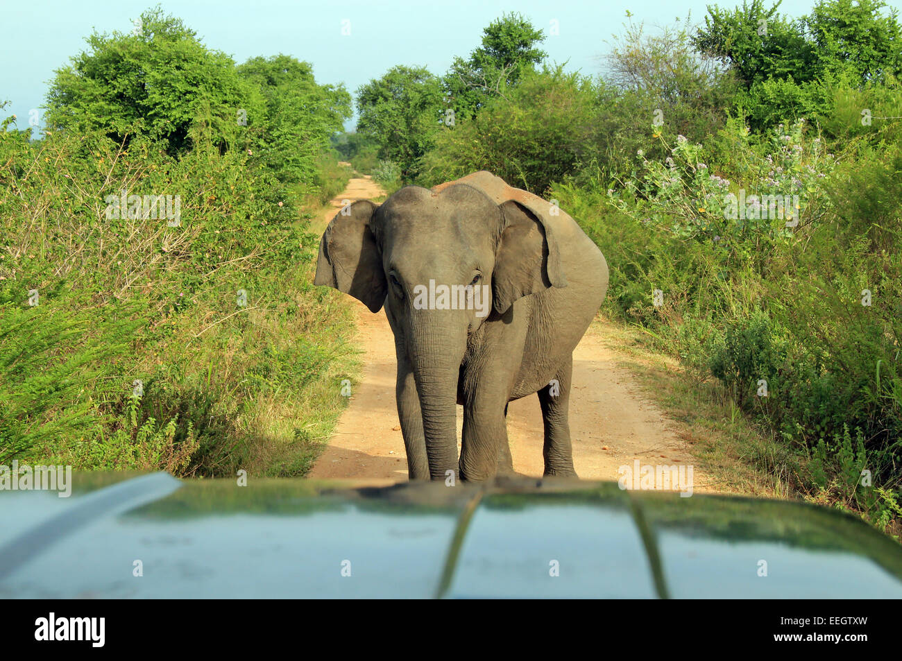 Lankesian Elefant (Elephas Maximus Maximus) blockiert die Straße und Blick in die Kamera, Uda Walawe Nationalpark, Sri Lanka Stockfoto