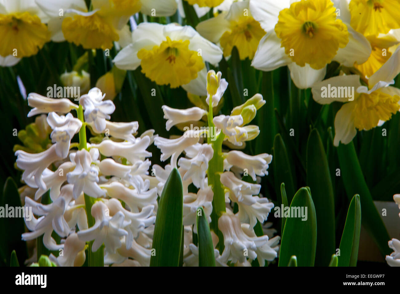 Weiße Hyazinthen Blumen in Blüte, Frühling Garten Grenze Narzissen Detail Stockfoto