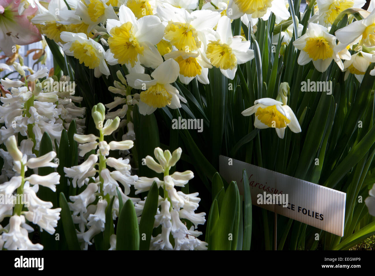 Hyazinthblüten in Blüte Daffodils Eisfollies Stockfoto