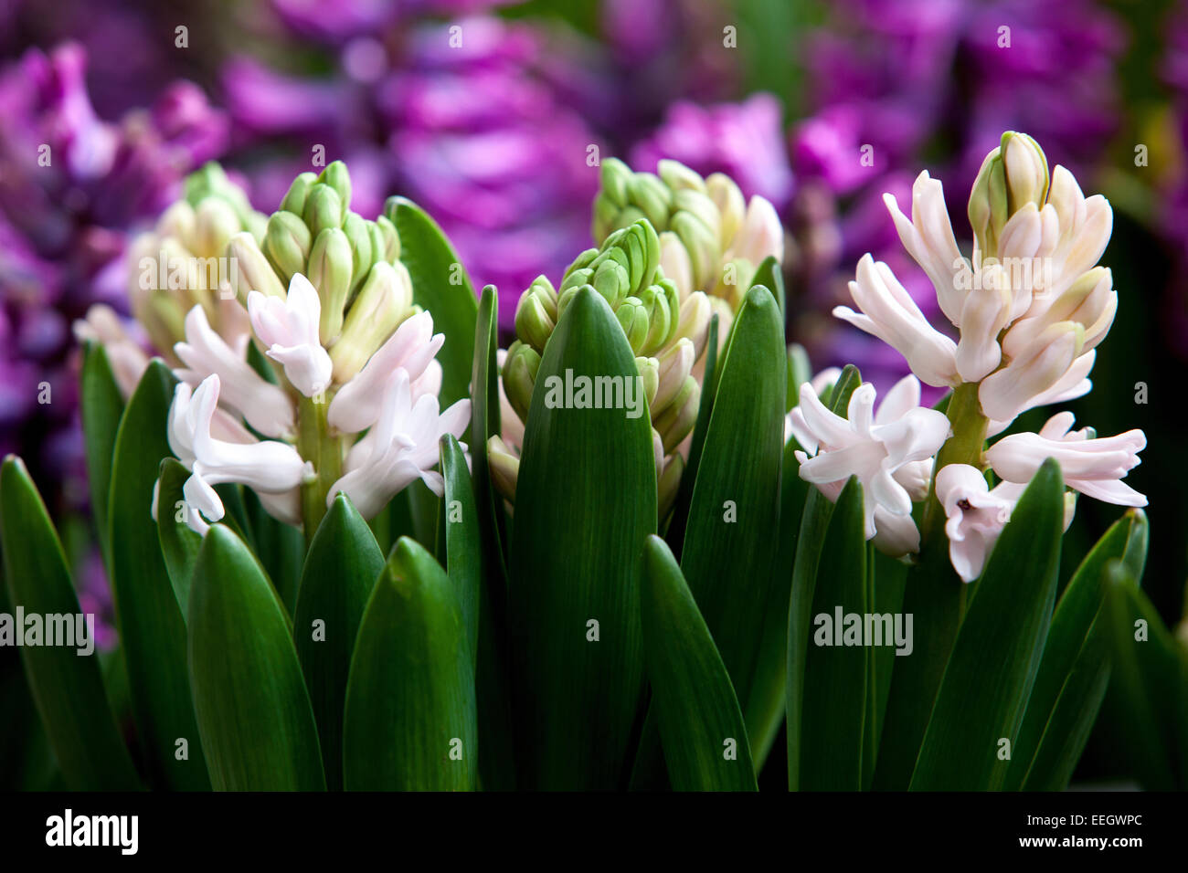 Weiße Hyazinthblüten, Hyazinths Stockfoto
