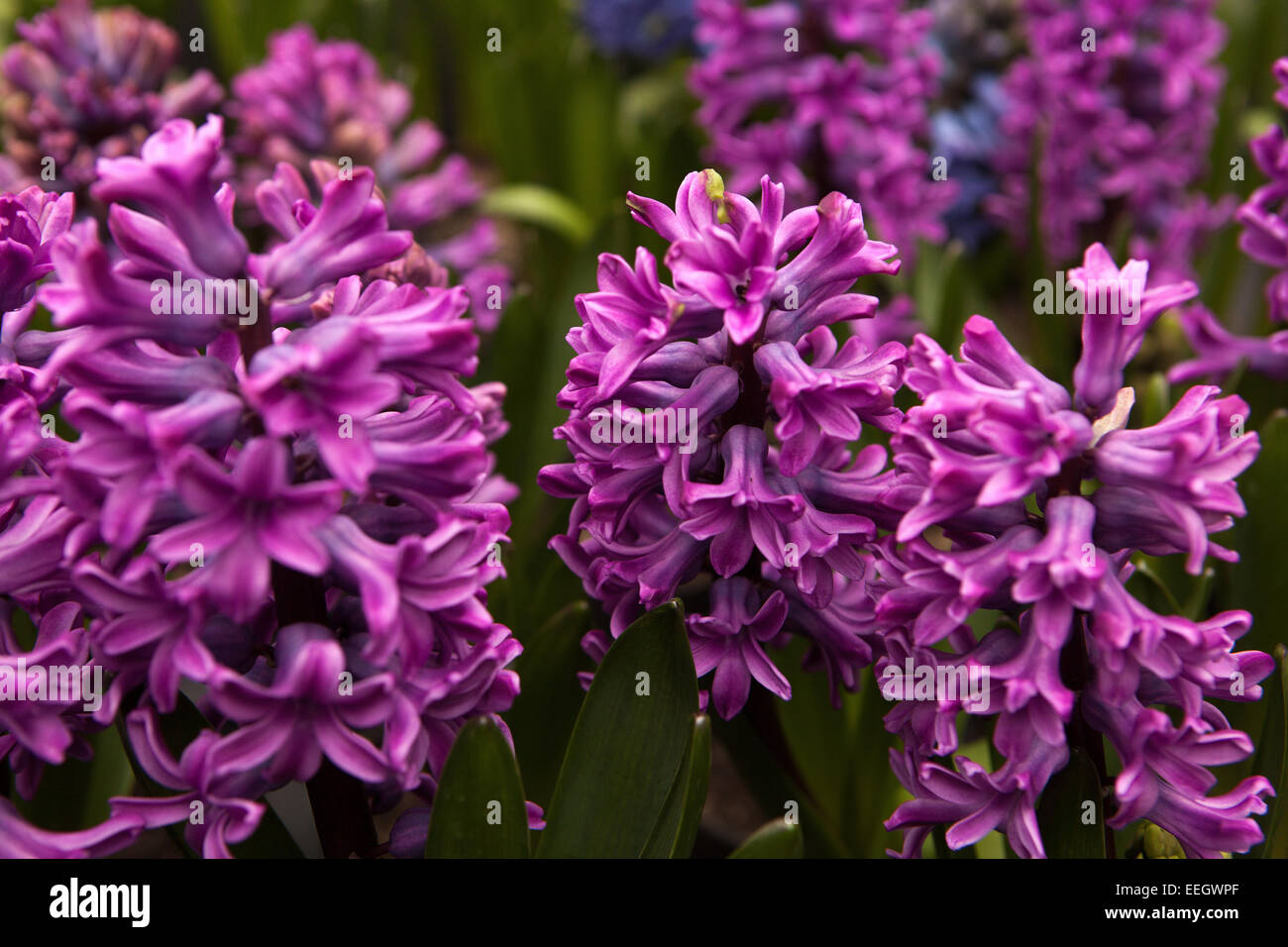 Hyazinthe Blumen in voller Blüte Stockfoto
