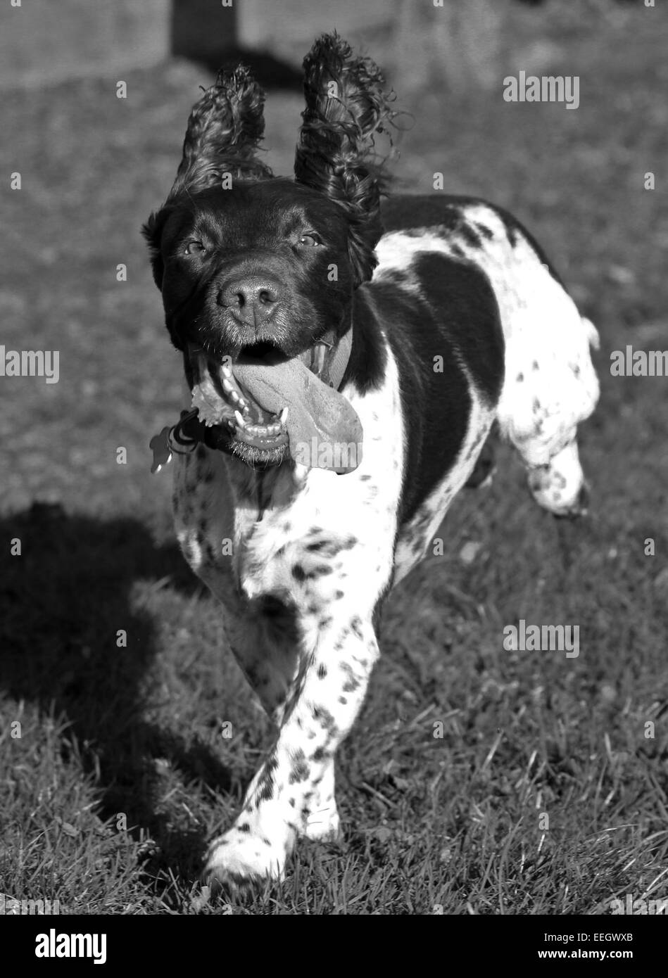 Englisch Springer Spaniel, braun und Leber, braun und weiß, Hund, Gun Dog, energisch, aktiv, hart, Feldarbeit, wachsam eifrig, gut aussehend, Haustier Stockfoto