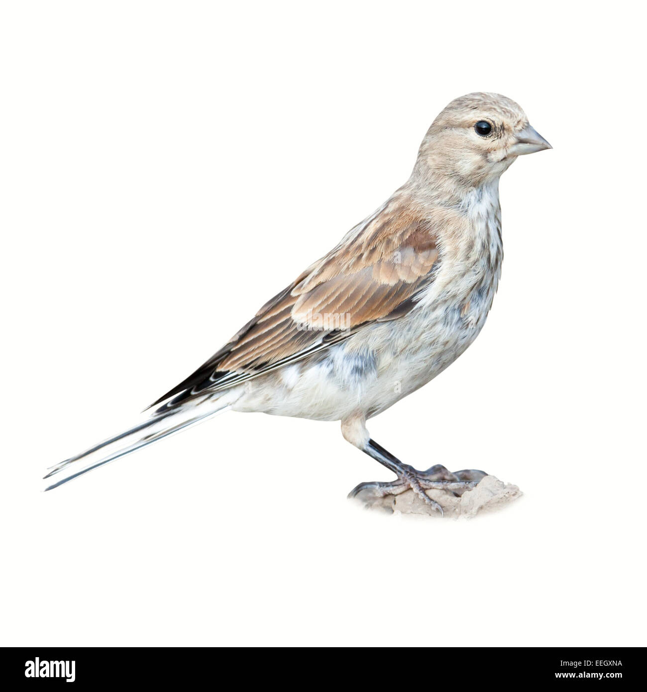 Hänfling (Acanthis Cannabina). Wildvögel vor weißem Hintergrund isoliert. Stockfoto