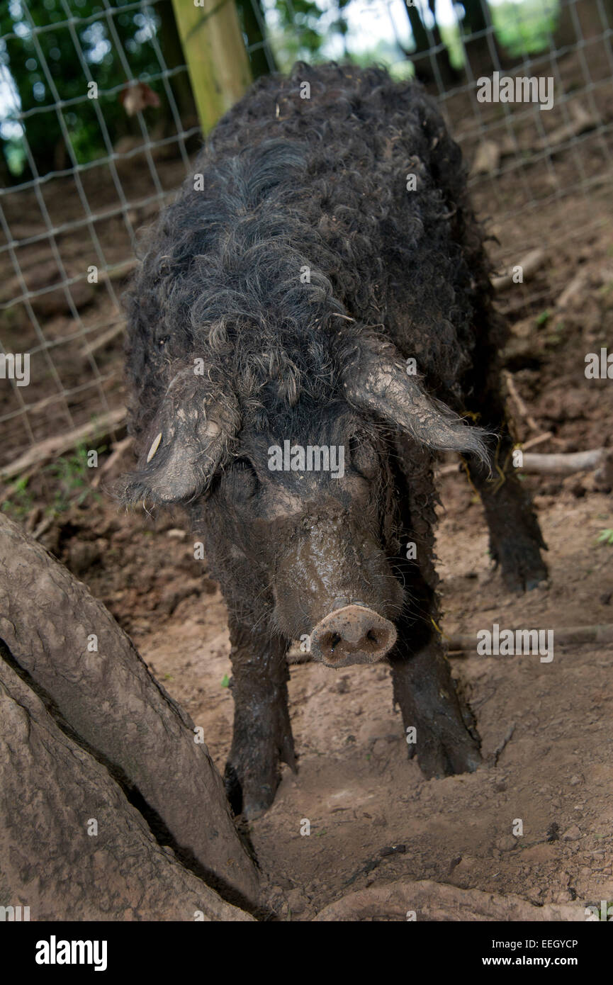 Mangalitza Schweine Stockfoto