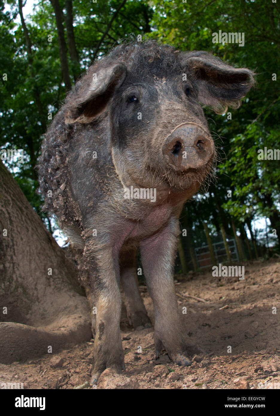 Mangalitza Schweine Stockfoto