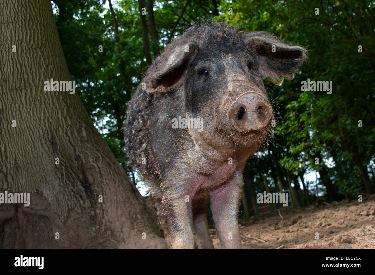 Mangalitza Schweine Stockfoto