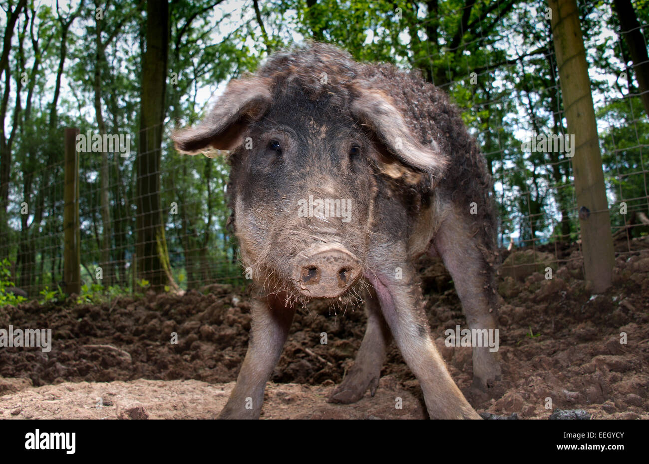 Mangalitza Schweine Stockfoto