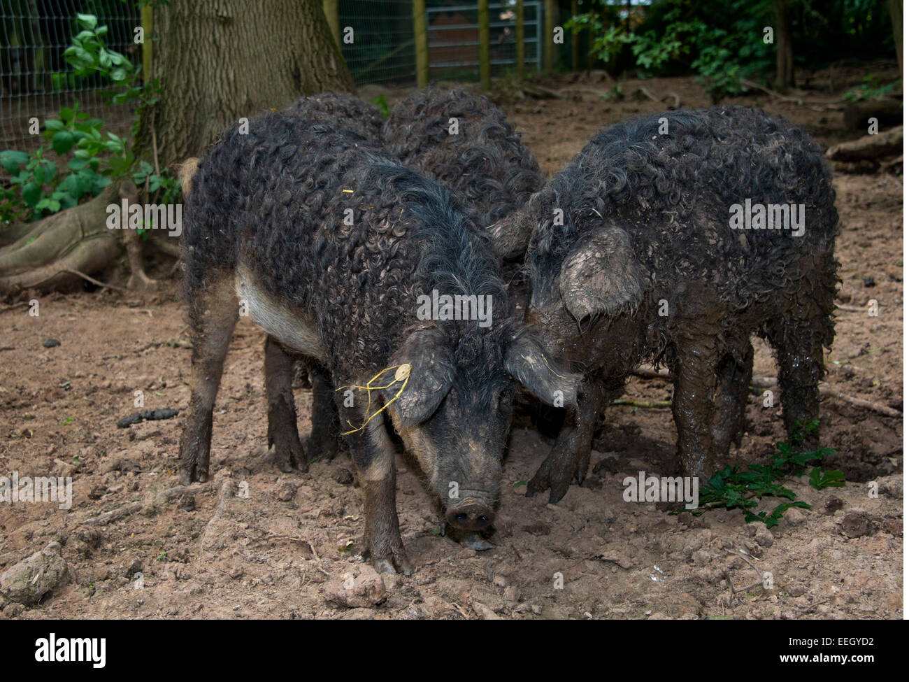 Mangalitza Schweine Stockfoto