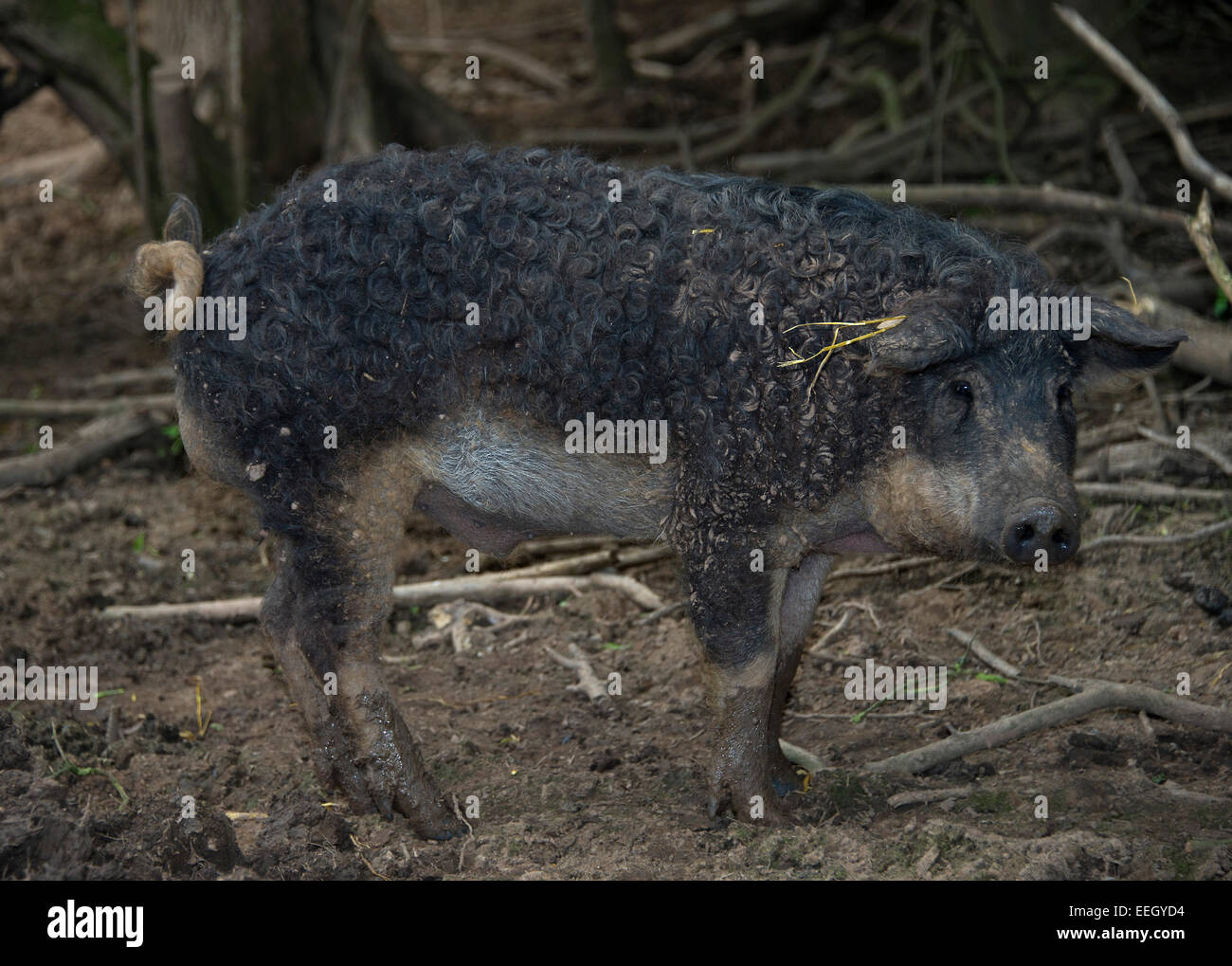 Mangalitza Schweine Stockfoto