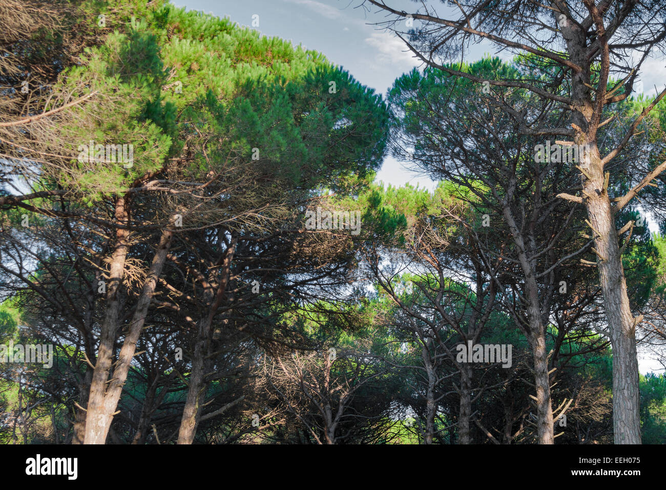 Tuscany Dickicht des Waldes mit Kiefern, Italien Stockfoto