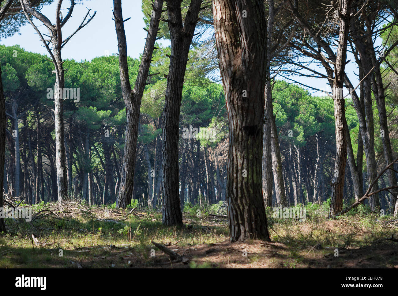 Toskana-Wald-Landschaft mit Pinien, Italien Stockfoto