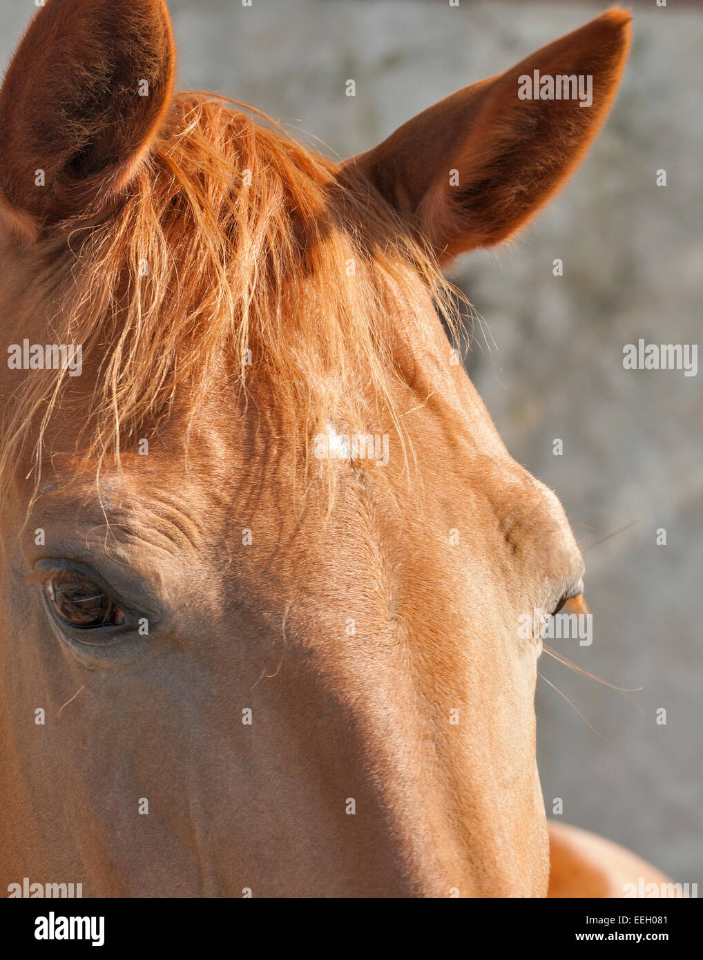 rotes Pferd aussehen Closeup in Toskana, Italien Stockfoto