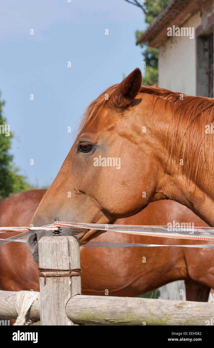 Porträt eines braunen Jungen Pferdes an den Zaun aus der Toskana, Italien Stockfoto
