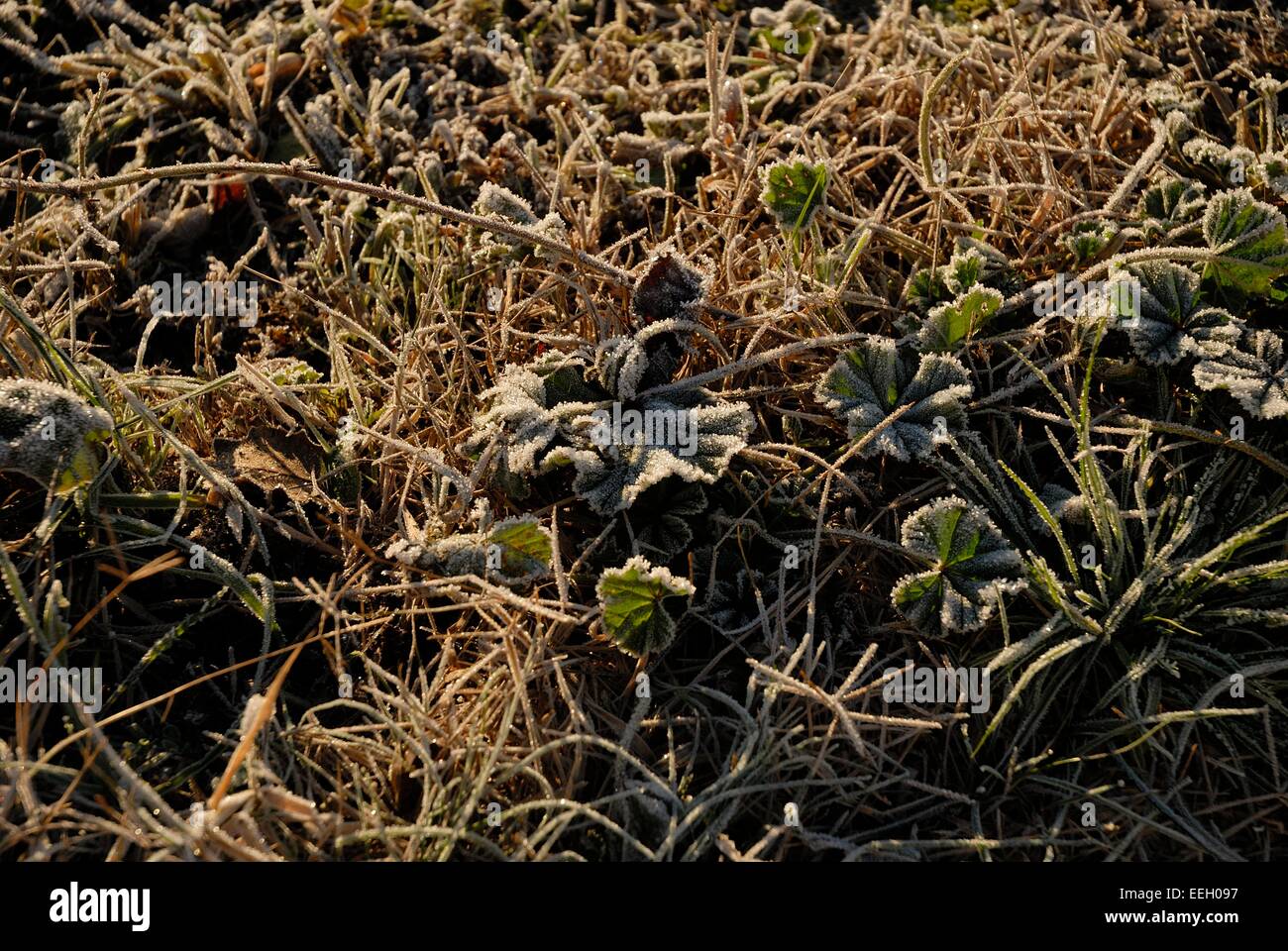 Gefrorene Natur Stockfoto