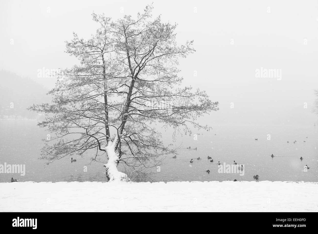 Winter-Szene am See Bled, Slowenien Stockfoto
