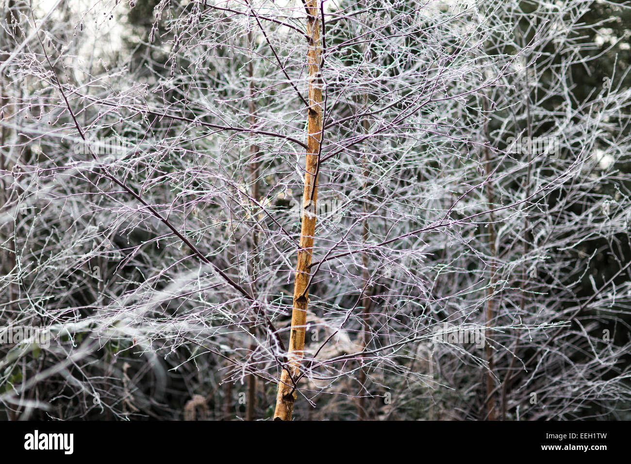 Winter im Wald. Bild Datum: Samstag, 17. Januar 2015. Foto von Christopher Ison Stockfoto