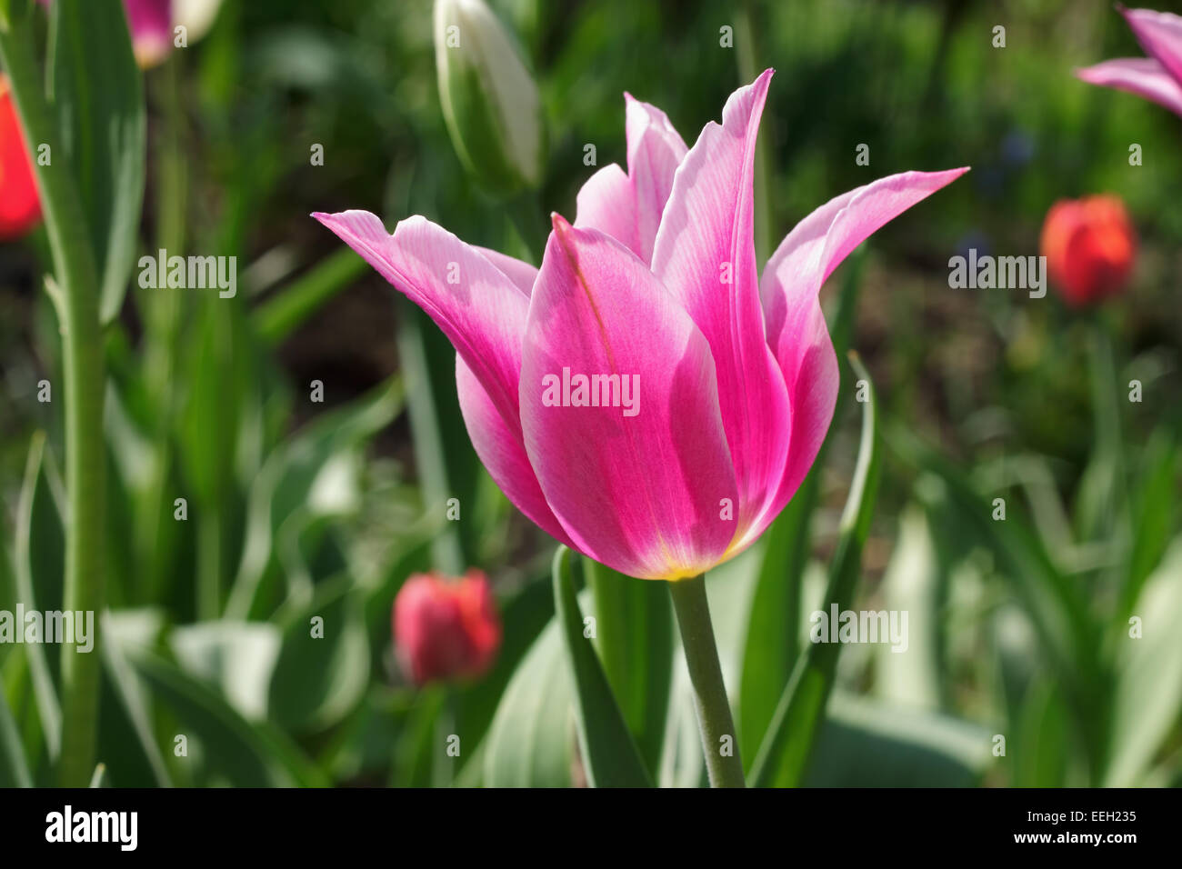 Lilie-blühende Tulpe in einem Garten Stockfoto