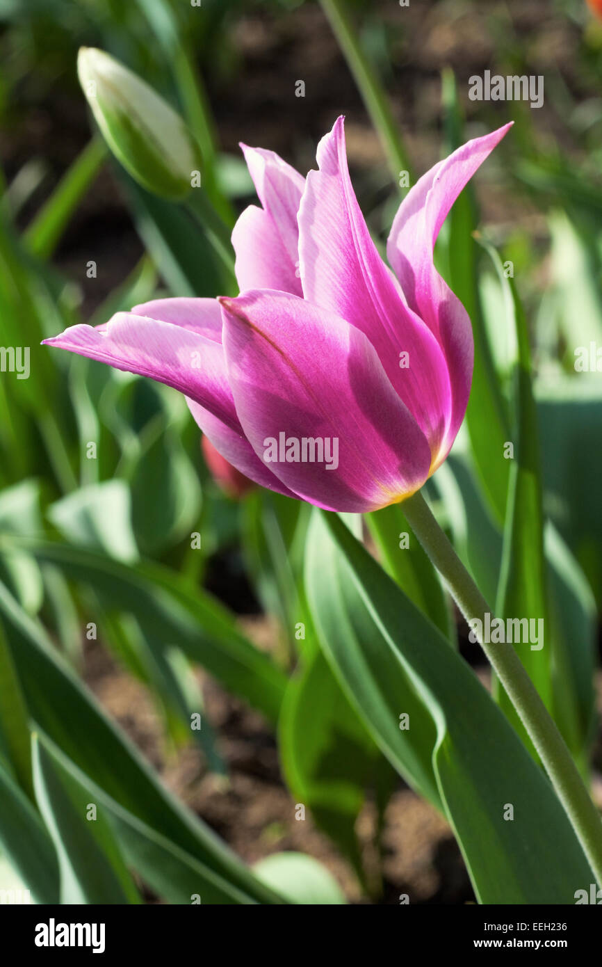 Lilie-blühende Tulpe in einem Garten Stockfoto