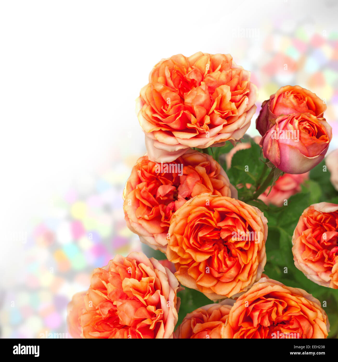 Orange Rosen mit freiem Speicherplatz für text Stockfoto