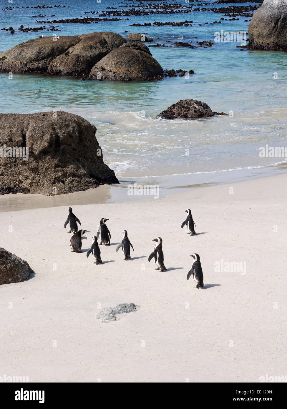Boulders Beach Pinguine Stockfoto