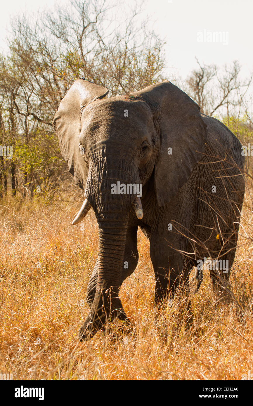 Krüger-Elefant Stockfoto