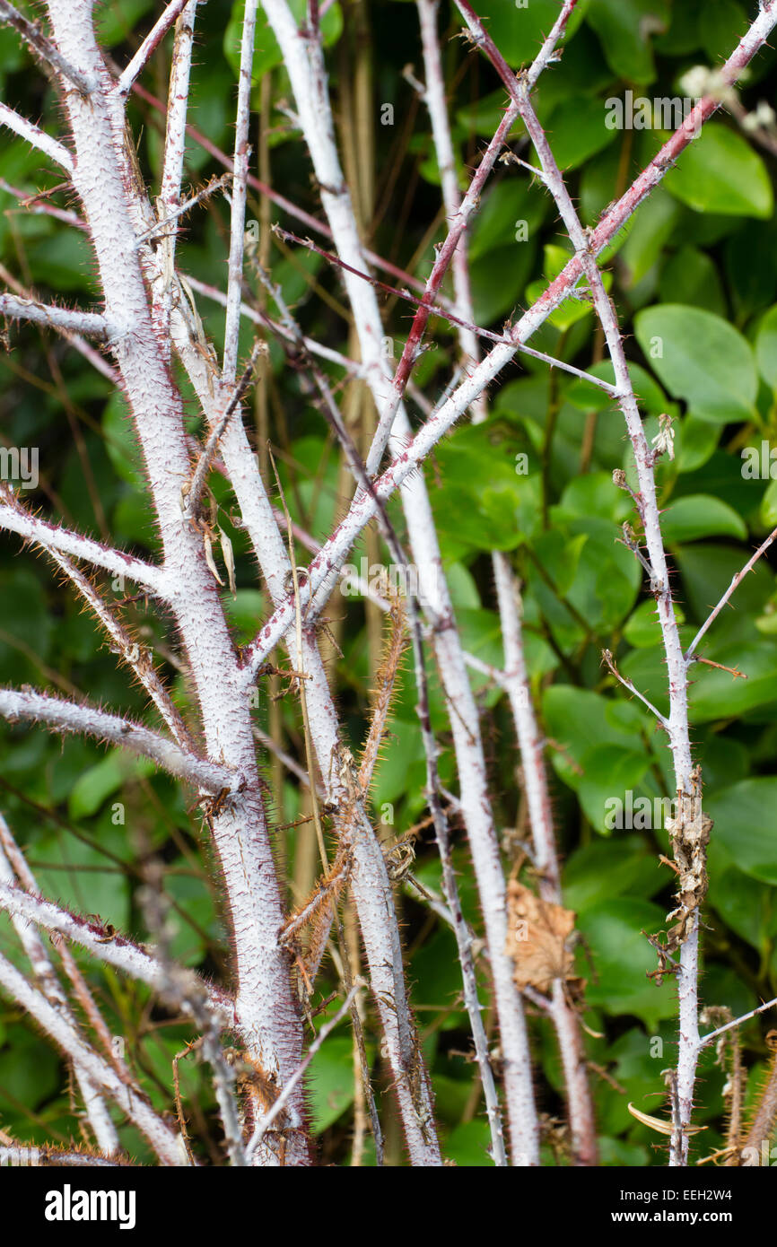 Winter-Stiele der Geist Brombeere, Rubus Thibetanus "Silver Fern" Stockfoto