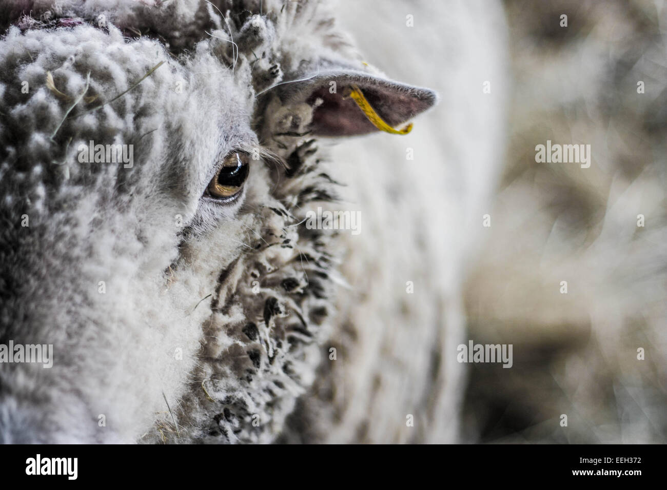 RAM-Porträt Stockfoto